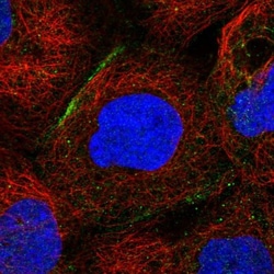 SHKBP1 Antibody, Novus Biologicals:Antibodies:Primary Antibodies